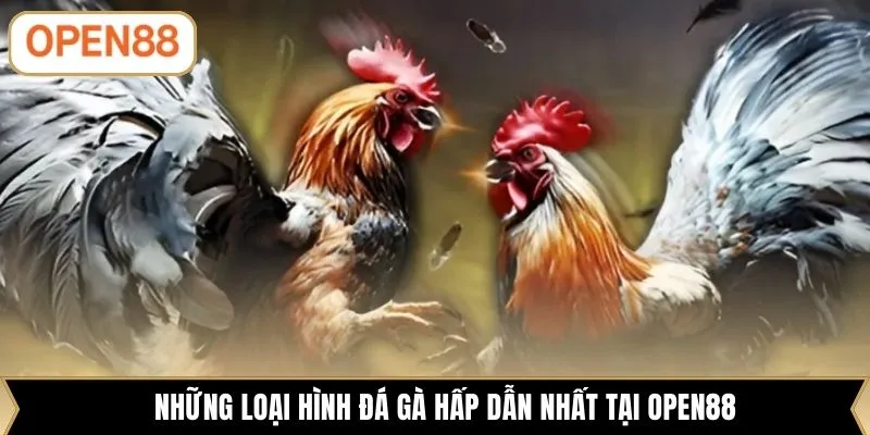 Những loại hình đá gà hấp dẫn nhất tại OPEN88